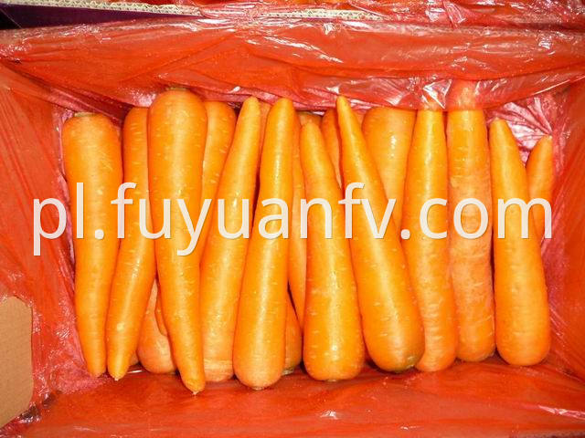 shandong carrot (12)